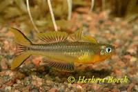 Forktail rainbowfish (Pseudomugil furcatus)
