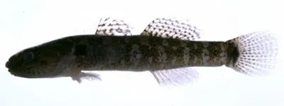 Forktongue goby (Chaenogobius annularis)