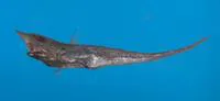 Formosa grenadier (Coelorinchus formosanus)