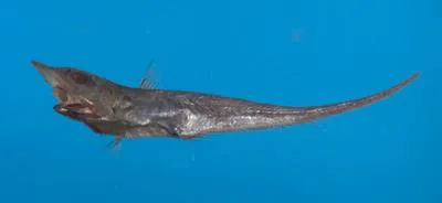 Formosa grenadier (Coelorinchus formosanus)