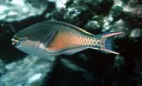 Forsten's parrotfish (Scarus forsteni)