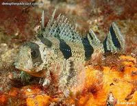Fortescue (Centropogon australis)