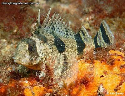 Fortescue (Centropogon australis)