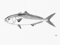 Fortune jack (Seriola peruana)