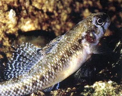 Fountain darter (Etheostoma fonticola)