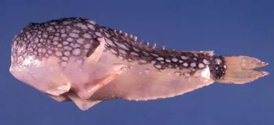 Four-armed frogfish (Tetrabrachium ocellatum)