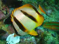 Four-banded butterflyfish (Chaetodon hoefleri)