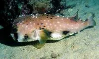 Four-bar porcupinefish (Lophodiodon calori)