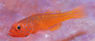 Four-eye pygmy goby (Trimma hayashii)