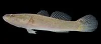 Four-eyed sleeper (Bostrychus sinensis)