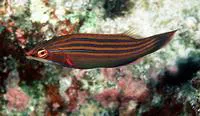 Four-lined wrasse (Pseudocheilinus tetrataenia)
