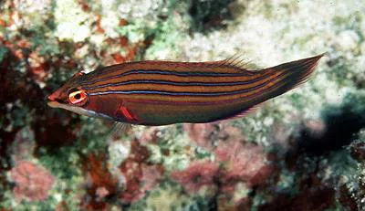 Four-lined wrasse (Pseudocheilinus tetrataenia)