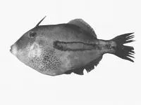 Four-spined leatherjacket (Eubalichthys quadrispinis)