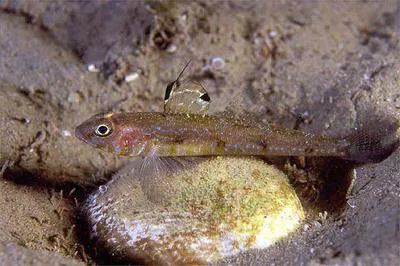 Four-spotted goby (Deltentosteus quadrimaculatus)