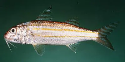 Four-stripe goatfish (Upeneus quadrilineatus)