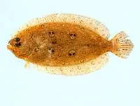 Four twin-spot flounder (Pseudorhombus diplospilus)