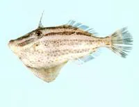 Fourband leatherjacket (Pseudomonacanthus elongatus)