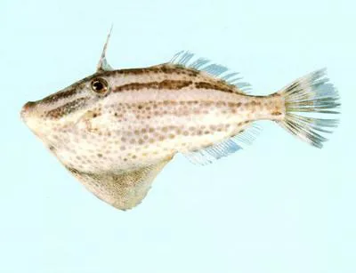 Fourband leatherjacket (Pseudomonacanthus elongatus)