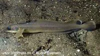 Fourbeard rockling (Enchelyopus cimbrius)