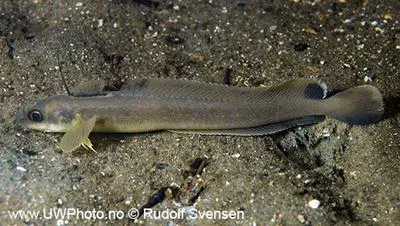 Fourbeard rockling (Enchelyopus cimbrius)
