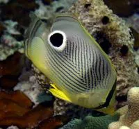 Foureye butterflyfish (Chaetodon capistratus)