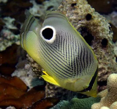 Foureye butterflyfish (Chaetodon capistratus)