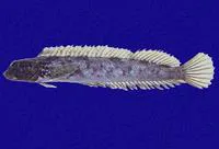 Foureye rockskipper (Dialommus macrocephalus)