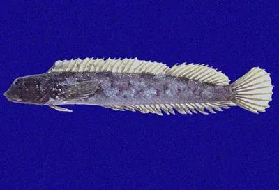 Foureye rockskipper (Dialommus macrocephalus)