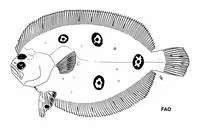 Foureyed flounder (Ancylopsetta kumperae)