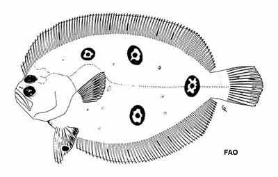 Foureyed flounder (Ancylopsetta kumperae)