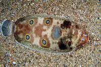 Foureyed sole (Microchirus ocellatus)