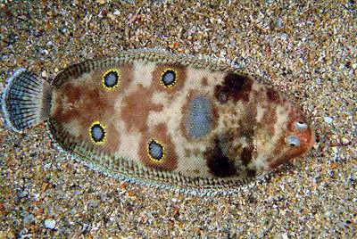 Foureyed sole (Microchirus ocellatus)
