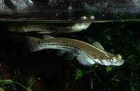 Foureyes (Anableps microlepis)