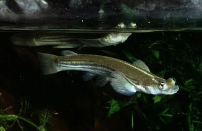 Foureyes (Anableps microlepis)