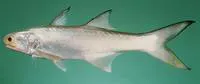 Fourfinger threadfin (Eleutheronema tetradactylum)