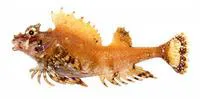 Fourhorn poacher (Hypsagonus quadricornis)