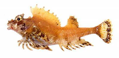 Fourhorn poacher (Hypsagonus quadricornis)