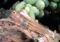 Fourline blenny (Ecsenius aequalis)