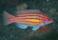 Fourline hogfish (Bodianus trilineatus)