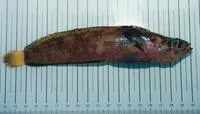 Fourline snakeblenny (Eumesogrammus praecisus)