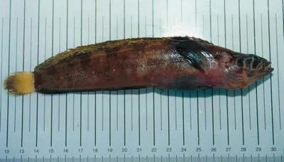 Fourline snakeblenny (Eumesogrammus praecisus)