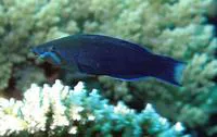 Fourline wrasse (Larabicus quadrilineatus)