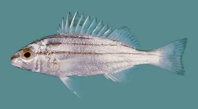 Fourlined terapon (Pelates quadrilineatus)