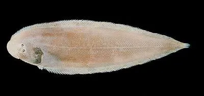 Fourlined tonguesole (Cynoglossus bilineatus)