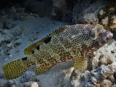 Foursaddle grouper (Epinephelus spilotoceps)