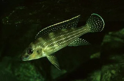 Fourspine cichlid (Neolamprologus tetracanthus)