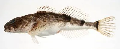 Fourspine sculpin (Cottus kazika)