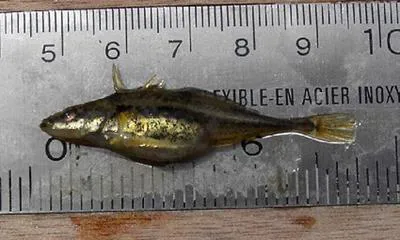 Fourspine stickleback (Apeltes quadracus)