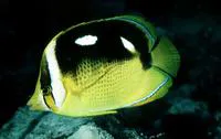 Fourspot butterflyfish (Chaetodon quadrimaculatus)