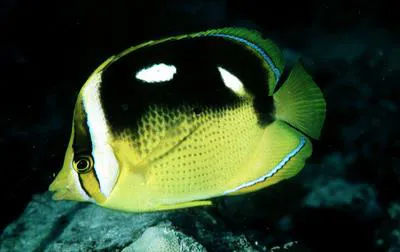 Fourspot butterflyfish (Chaetodon quadrimaculatus)